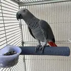 كاسكو افريقي (تم البيع )