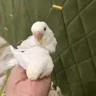 فروخ روز اليفه