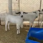 مشروع فحل بيشي