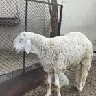 خروف مشروع فحل فاخر سنه جذع ليس مشروط