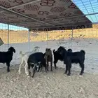 7 تيوس للبيع