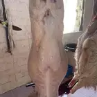 ذبايح طليان حريه للامانه شي طيب نظيف بأسعار مناسبه جرب وقيم