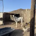 تيس فحل