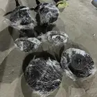 هبات وفلنجات وكليبارات مقص هوندا اكورد 2008