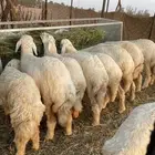 طليان