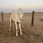 عشرا تحتها قعود