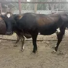 بقره وبنتها