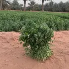 برسيم أخضر رطب