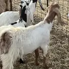 تيس هولندي