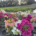 مشتل التكامل الاخضر 0533351329