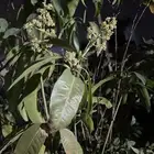شتله مانجو مها شنوك