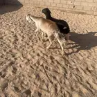 خلفه جذعه تحتها رخل