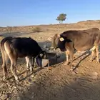 بقره عليها عجله ومضربه من الثور بس ما فحصتها ولا ادري بس