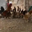دجاج