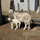 شاه صنف مطفل روم وسلم