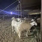 عقيقه ذبايح حري ذبائح ضيوف تجمل يوجد صلخ وتوصيل