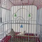 طيور زيبراء للبيع