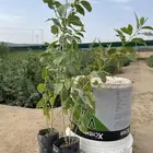 سدر بلدي طلح لوز هندي نيم