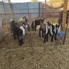 معزاء عوارض صنف
