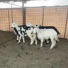 نجد