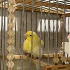 كناري مفتل ملفوف تم البيع