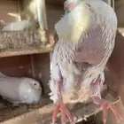 حمام فرنسي سوبر جامبوو