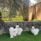 أطقم منتجة وبشائر دجاج القطني TOP