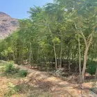 أشجار زينة جميع الانواع كبيرة باقل الاسعار