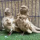 تم البيع جوز كشكش