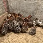 صيصان للبيع تتوفر كميه جديده