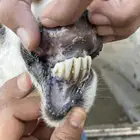 نعاج حيل للبيع ( تم البيع )