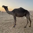 ناقه مجهم حايل