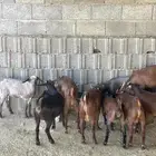 تيوس بلدي فل شحم