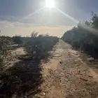 أشجار زيتون مثمرة للبيع
