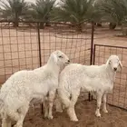 للبيع طليان ناهيه الموقع الريحان جمله او تفريد