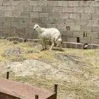 خروف جذع جبر ناهي