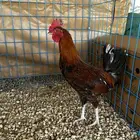 ديوك و دجاج ماكنتوش