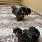 دجاج سلكي او قطني