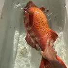 رحلات صيد