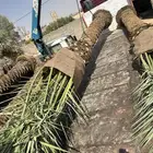 توريد نخل الى قطر والبحرين والكويت ومصر