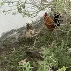 دجاج للبيع