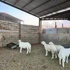 خرفان حريات