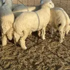 ذبايح زواجات حري طليان و رخال حرية جدة طريق بريمان الجديد