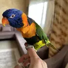 طير لوري اليف متكلم تم البيع