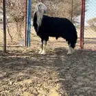 تم اللبيع الله يبارك الشاري