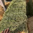 برسيم صافي شده شركه فاخر