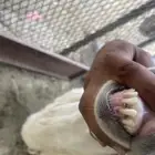 طلي حري جذع صنف