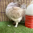 ( تم البيع ) ذكر كنق