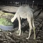 قعود