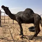 تم اللبيع الله يبارك الشاري